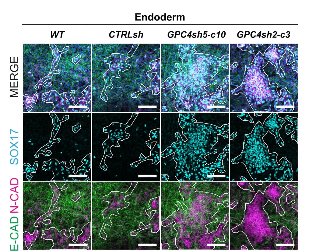 Open access visualization of Microscopy, Immunofluorescence, N-CAD, E-CAD, SOX17