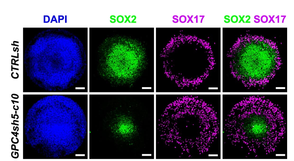 Open access visualization of Microscopy, 2D Gastruloids, Immunostaining, DAPI, SOX2