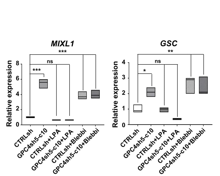 Open access visualization of Box Plot, CTRLsh hiPSCs, GPC4sh5-c10 029 hiPSCs, LPA, Blebbi