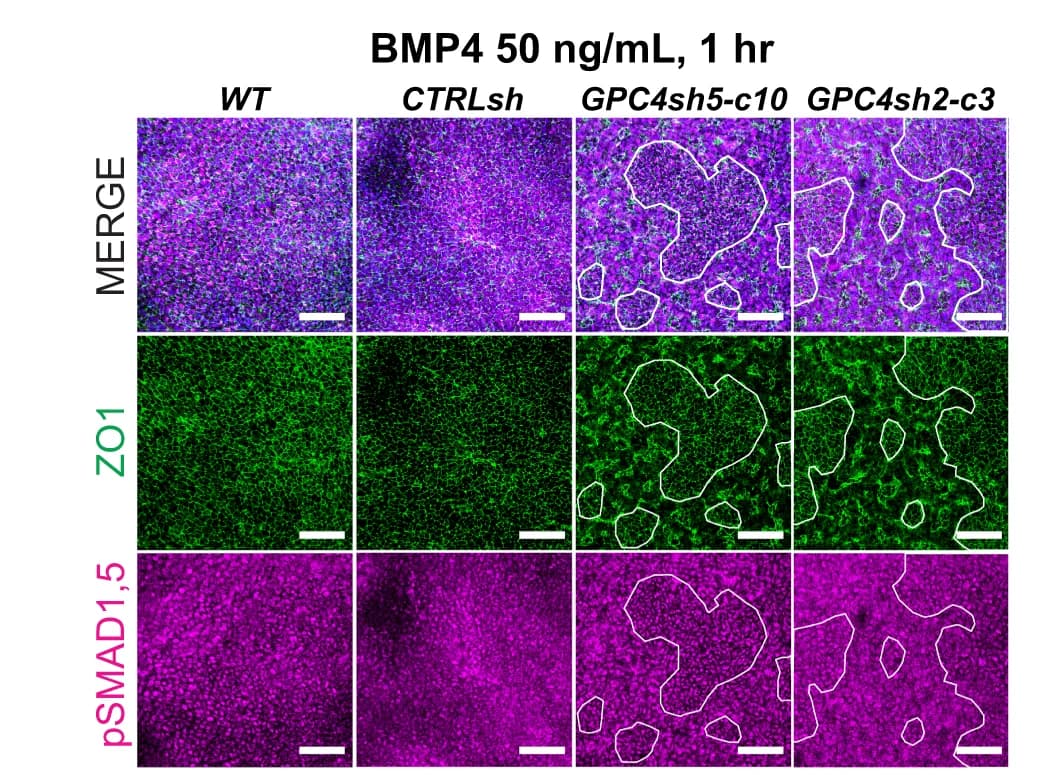Open access visualization of Microscopy, Immunofluorescence, pSMAD1,5, ZO1, hiPSC lines