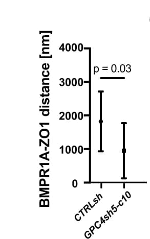Open access visualization of Bar Plot, Error Bars, Quantification, BMPR1A receptor, ZO1