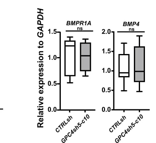 Open access visualization of Box Plot, RT-qPCR, BMPR1A, BMP4, CTRLsh