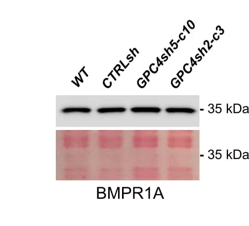 Open access visualization of Gel, Protein extract, hiPSC lines, Western-blot, BMPR1A antibodies