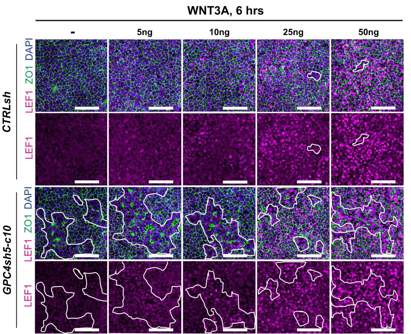 Open access visualization of Microscopy, CTRLsh, GPC4sh5-c10 029 hiPSCs, WNT3A, LEF1