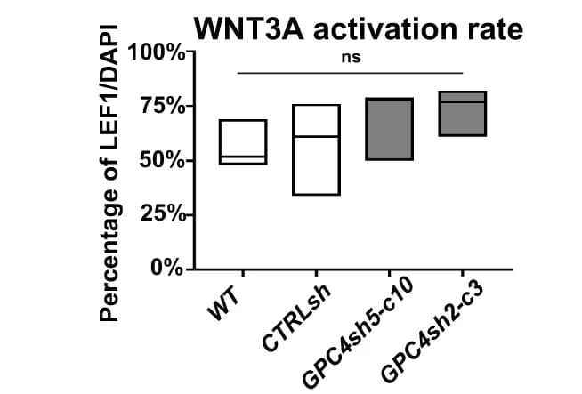 Open access visualization of Box Plot, LEF1, CTRLsh, GPC4sh5-c10 029 hiPSCs, Box plots