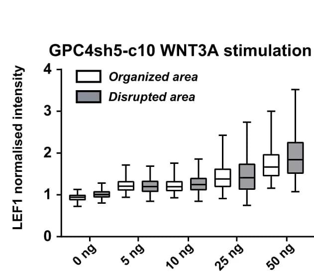 Open access visualization of Box Plot, LEF1, GPC4sh5-c10 029 hiPSCs, Box and whisker plot, Two-way ANOVA
