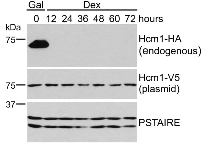 Open access visualization of Gel, Western Blot, Protein Expression, Strains, Loading Control