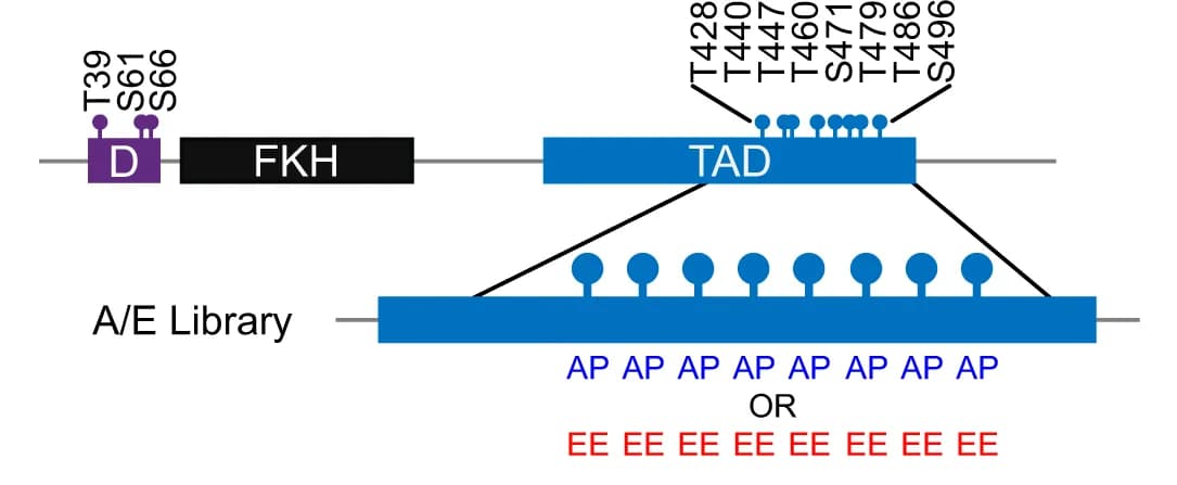 Open access visualization of Illustration, Phosphomutant Library, Phosphorylation, TAD, Mutation
