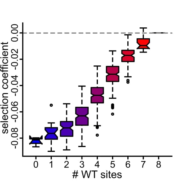 Open access visualization of Box Plot, Box and Whisker Plots, Selection Coefficients, Mutants, S/T-P Sites