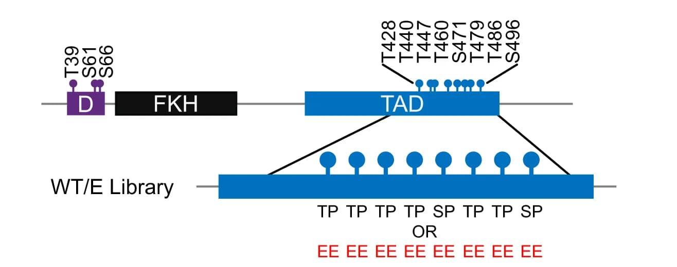 Open access visualization of Illustration, Workflow, Plasmid Library, Mutagenesis, TAD