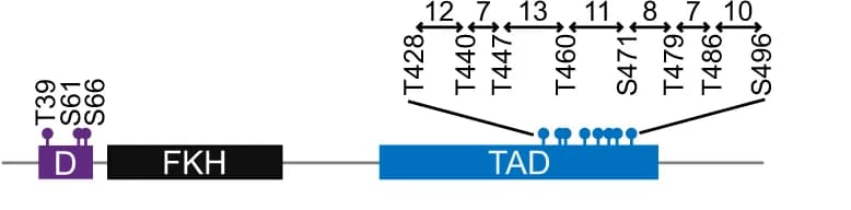 Open access visualization of Illustration, Phosphosites, TAD
