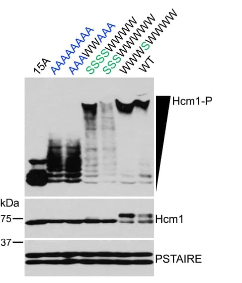 Open access visualization of Gel, Phos-tag Western Blot, Phosphorylation, Hcm1 proteins, Western Blots