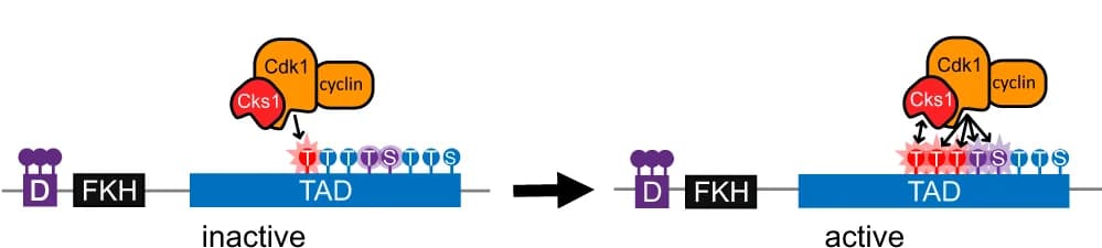 Open access visualization of Workflow, Illustration, Model, Cks1, Multisite Phosphorylation