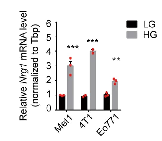 Open access visualization of Bar Plot, Clustered, Error Bars, mRNA levels, Nrg1
