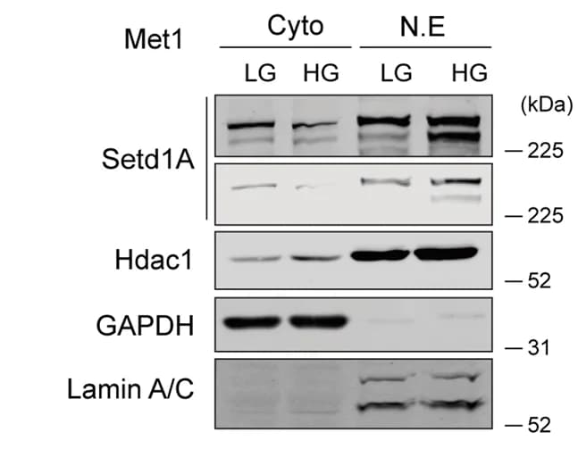 Open access visualization of Gel, Western Blot, Subcellular Protein Localization, SETD1A, HDAC1