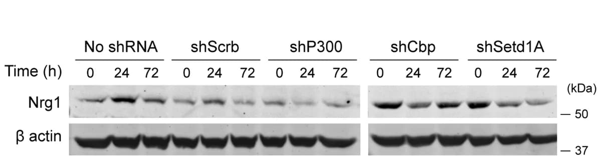 Open access visualization of Gel, Protein Levels, NRG1, shScrb, shP300