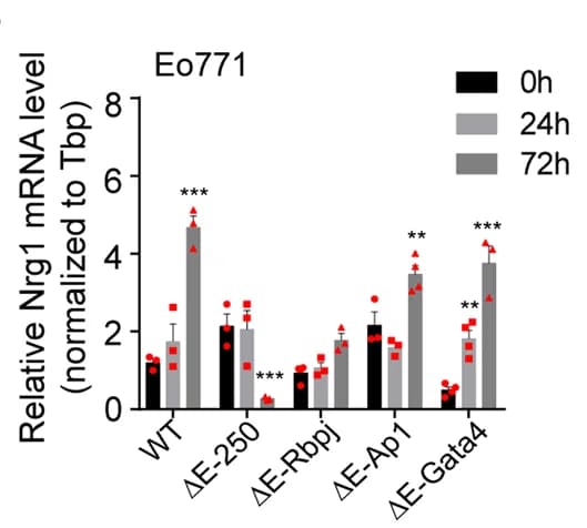 Open access visualization of Bar Plot, Error Bars, Clustered, mRNA Levels, Nrg1