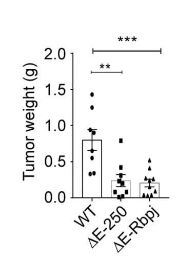 Open access visualization of Bar Plot, Error Bars, Scatter Plot, Tumor Weights, Eo771 Genotypes