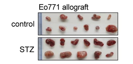 Open access visualization of Photo, Tumor Images, Vehicle, STZ-treated Mice, Two-way ANOVA