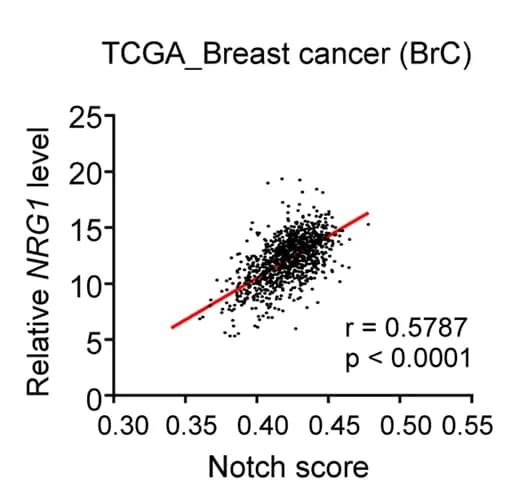 Open access visualization of Scatter Plot, Regression Plot, NRG1 level, NOTCH activity, Breast Cancer Patients