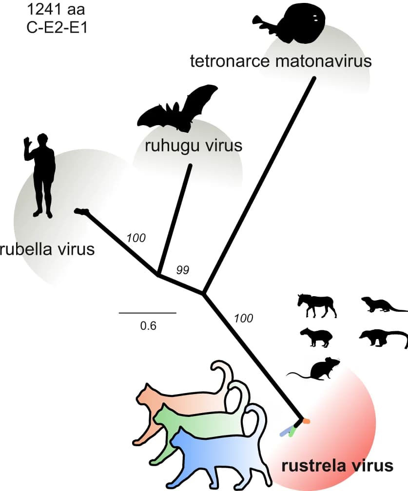 Open access visualization of Network, Pathway, Matonaviruses, Structural Polyprotein, Phylogenetic Tree