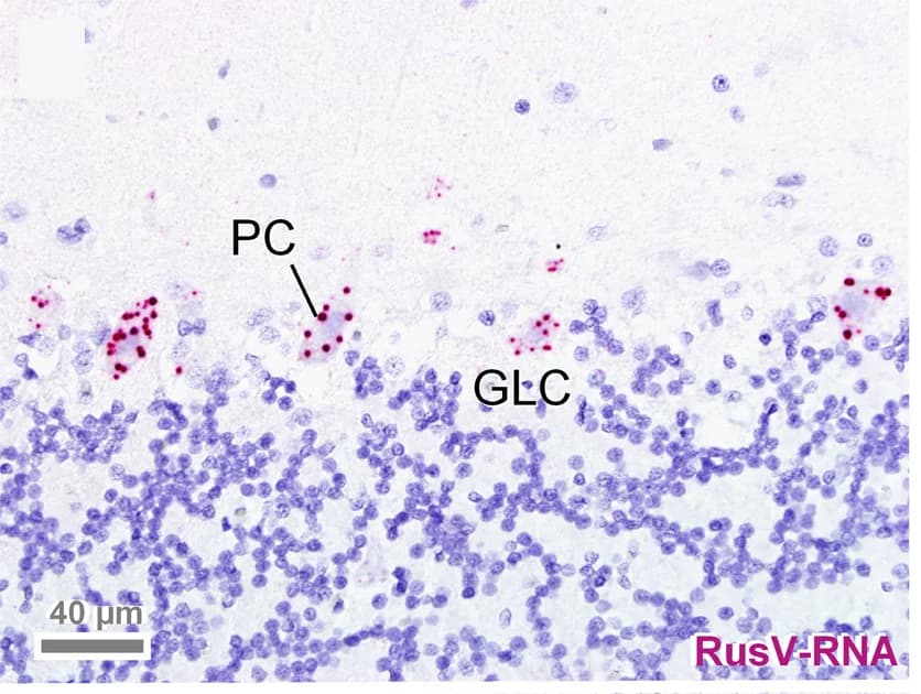 Open access visualization of Microscopy, RNAscope In Situ Hybridization, Immunohistochemistry, Rustrela Virus, Central Nervous System