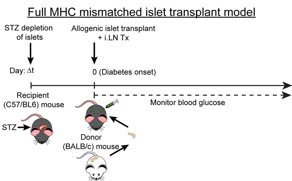 Open access visualization of Workflow, Illustration, Schematic representation, iLN treatment, Islet transplant