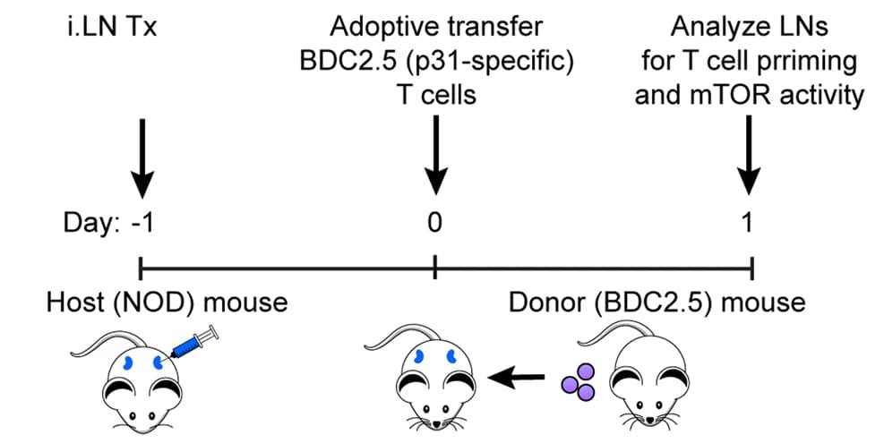 Open access visualization of Workflow, Illustration, Adoptive Transfer, Treatment