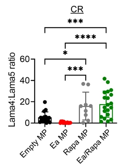 Open access visualization of Scatter Plot, Error Bars, Laminin 4, Laminin 5, Cortical ridges