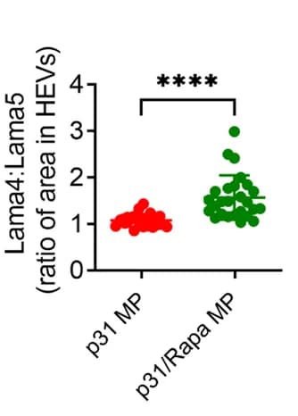Open access visualization of Scatter Plot, Laminin 4, Laminin 5, High endothelial venules, Lymph Nodes