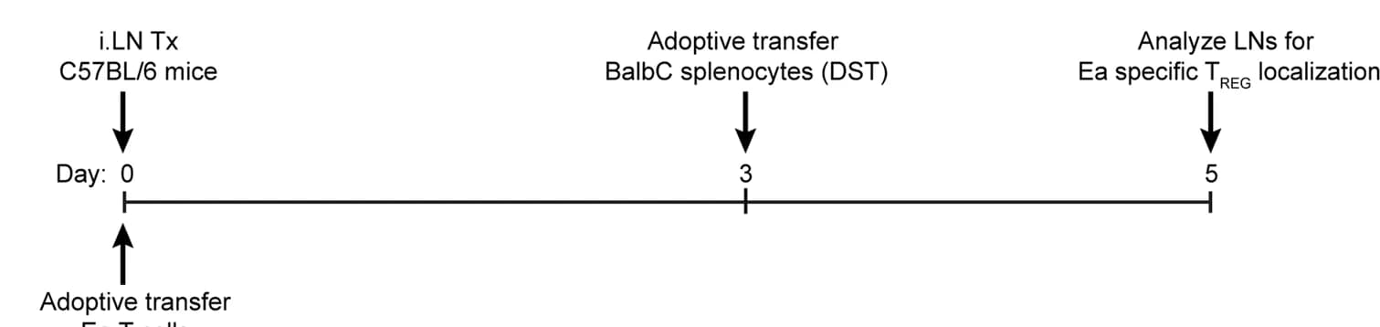 Open access visualization of Workflow, Flowchart, Schematic representation, Experiment