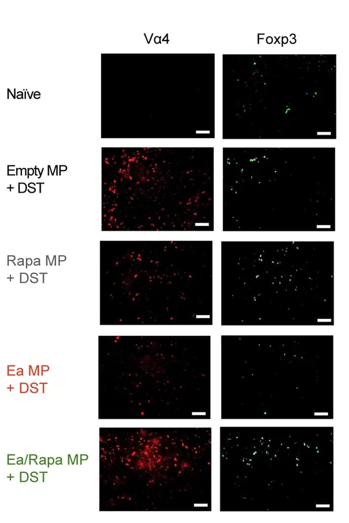 Open access visualization of Microscopy, Immunofluorescence images, Foxp3 expression, Antigen-specific T Cells, Lymph Nodes