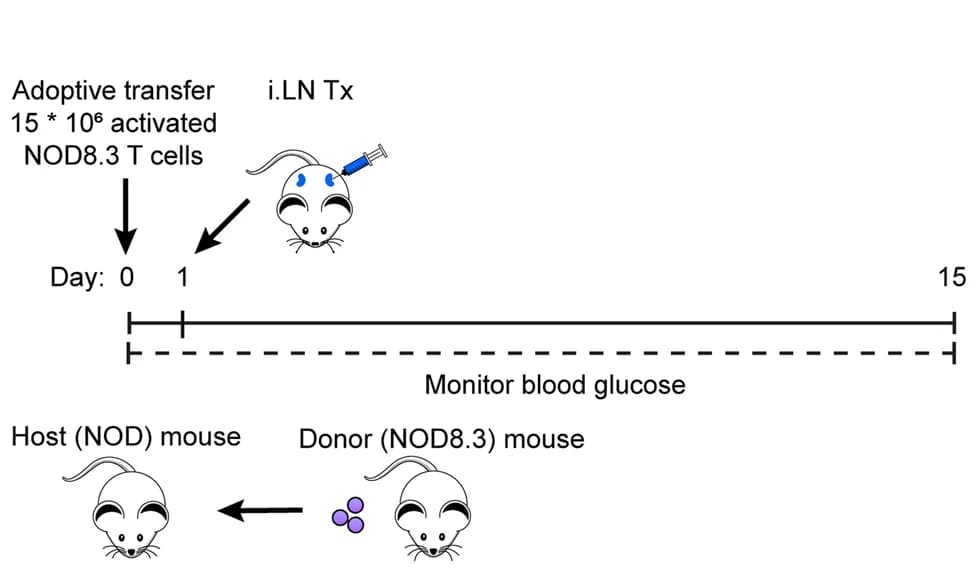 Open access visualization of Workflow, Illustration, Schematic representation, Therapeutic iLN treatment, NOD8.3 model