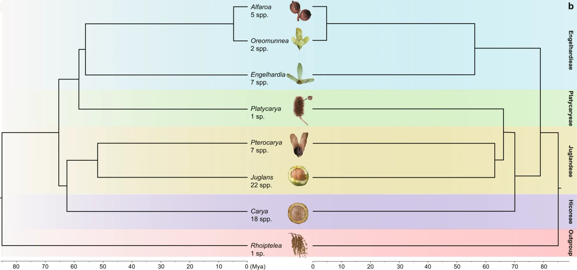 Open access visualization of Line Plot, Phylogenetic Tree, Leaf, Fruit, Inflorescence
