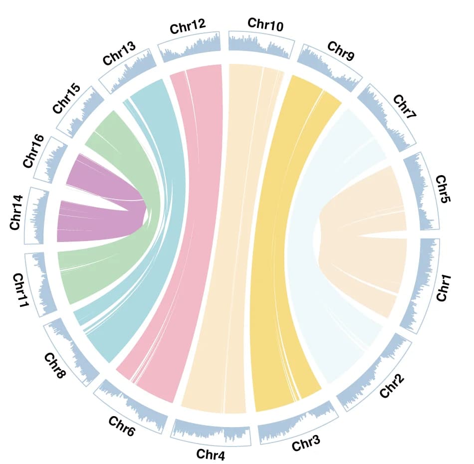 Open access visualization of Chord, Line Plot, Rhoiptelea chiliantha, Homoeologous Chromosomes, Gene Density