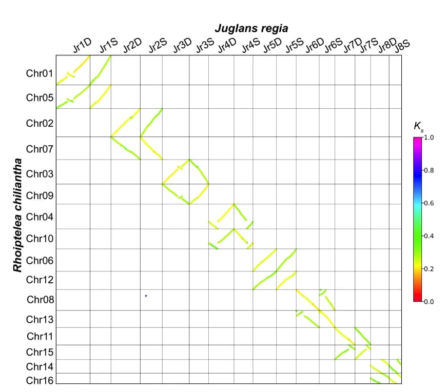 Open access visualization of Heatmap, Homologous Chromosomes, Syntenic Blocks, Ks values, Homoeologous Chromosomes