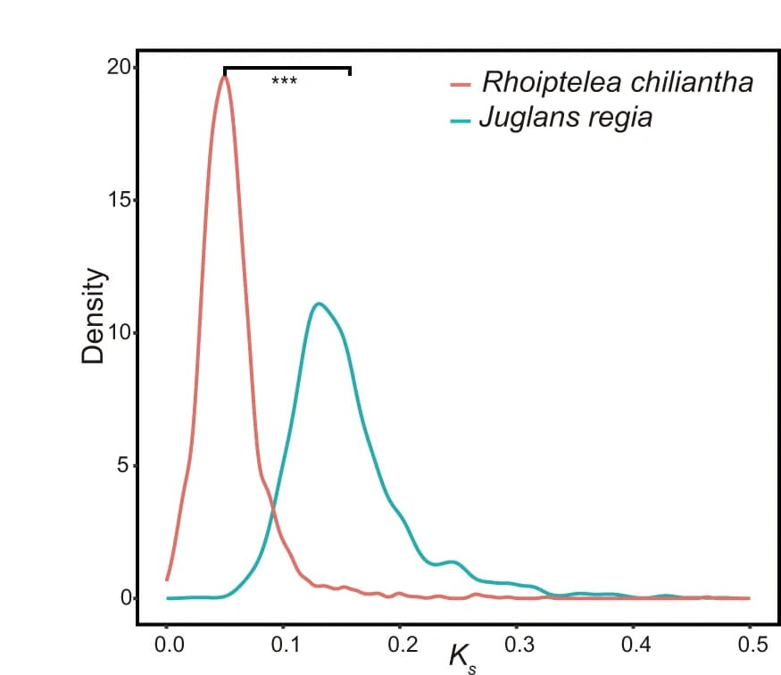 Open access visualization of Line Plot, Density Plot, Molecular Evolutionary Rates, Wilcoxon Rank-Sum Test, MannWhitney Test
