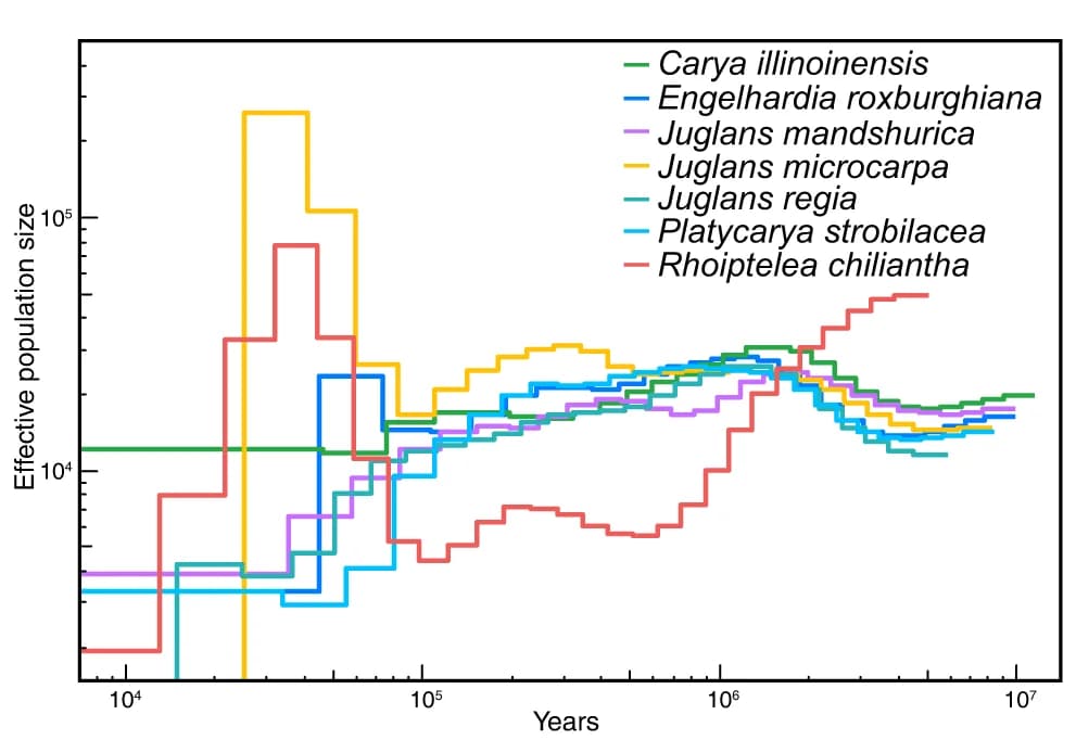 Open access visualization of Line Plot, Line Step, Effective Population Size, Juglandaceae, PSMC