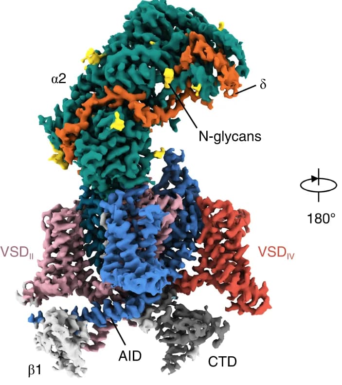 Open access visualization of Protein Structure, Cryo-EM map, Ca V 2.3-α2δ1−β1 complex, Ca V 2.3 α1E pore-forming subunit, C-terminal domain