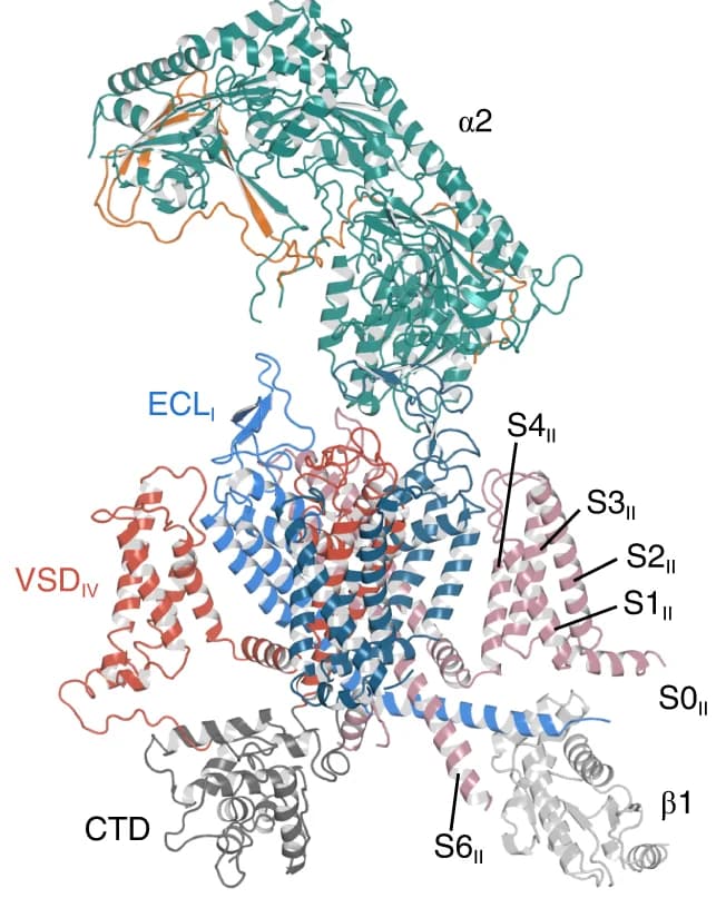 Open access visualization of Protein Structure, Cryo-EM map, Ca V 2.3-α2δ1−β1 complex, Ca V 2.3 α1E pore-forming subunit, C-terminal domain