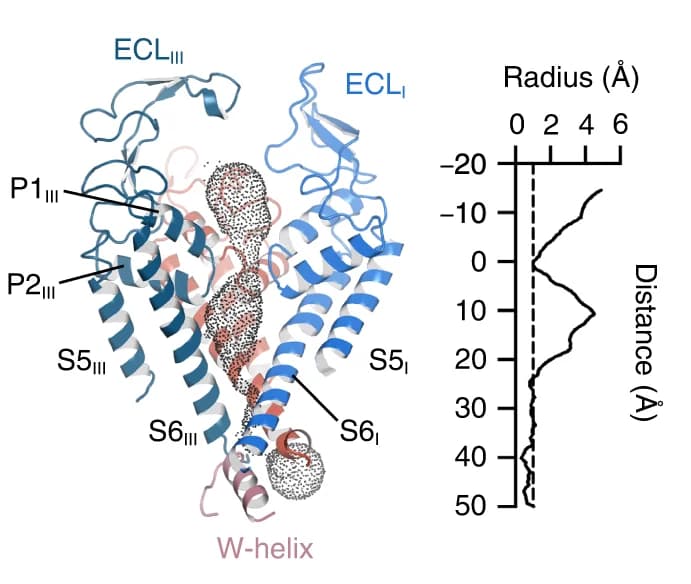 Open access visualization of Protein Structure, Line Plot, Ion-conducting pathway, Pore profiling, Ca V 2.3