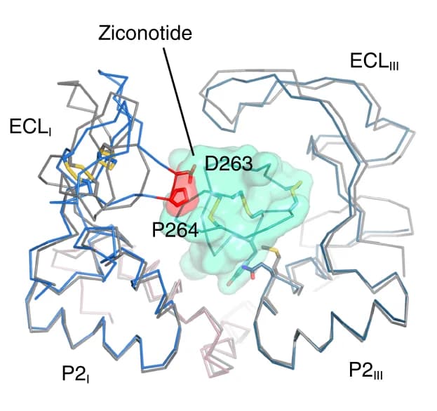 Open access visualization of Protein Structure, Chemical Structure, Superimposition, P-loops, Extracellular loops