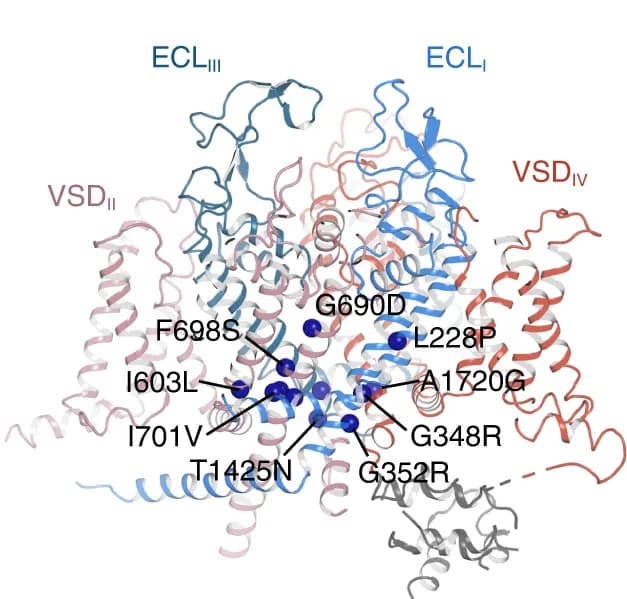 Open access visualization of Protein Structure, Chemical Structure, Pathogenic mutations, Ca V 2.3, Ca V 1.1