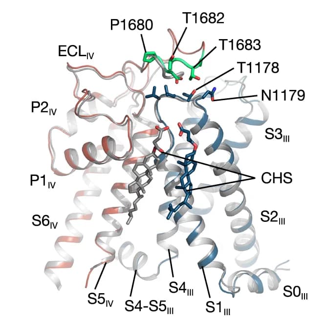 Open access visualization of Protein Structure, Chemical Structure, VSD, Pore Domains, Ca V 2.3