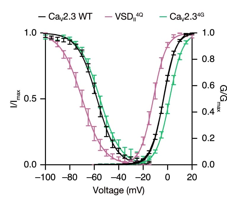 Open access visualization of Line Plot, Error Bars, Activation Curve, Inactivation Curve, Ca V 2.3