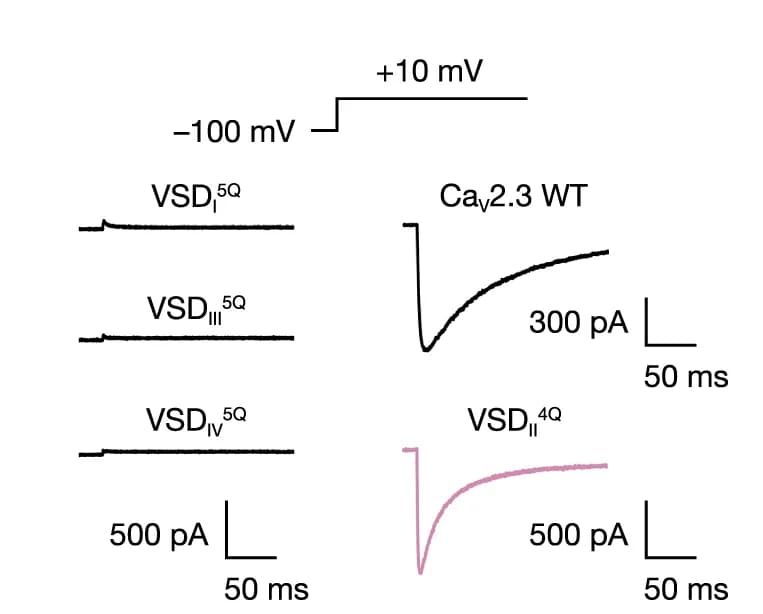 Open access visualization of Line Plot, Voltage-Clamp Protocol, Ca V 2.3, VSD I 5Q, VSD II 4Q