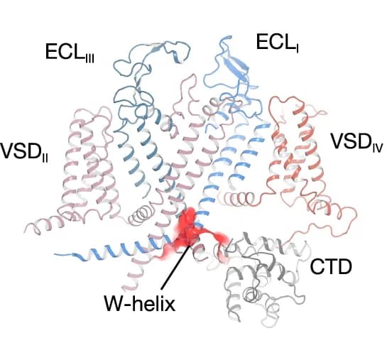 Open access visualization of Protein Structure, W-helix, Ca V 2.3 subunit, Binding pocket