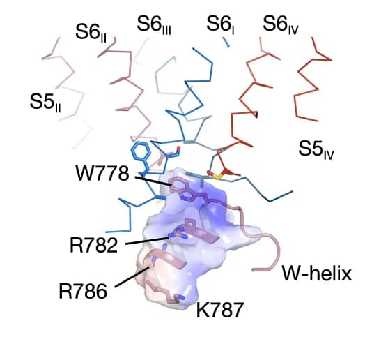 Open access visualization of Protein Structure, Chemical Structure, W-helix, Intracellular gate, Electrostatic surface