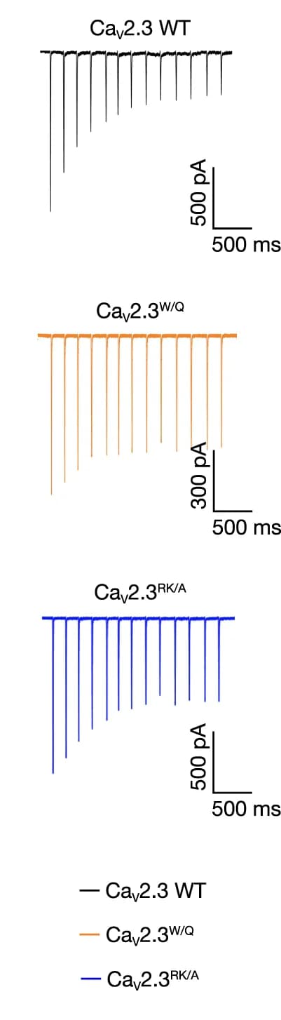 Open access visualization of Line Plot, Line Step, Current responses, AP trains, HEK 293-T cells