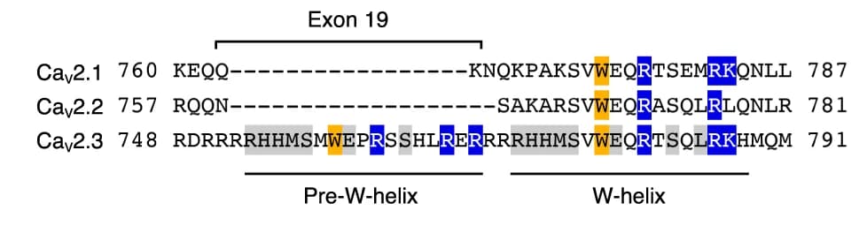 Open access visualization of Illustration, Workflow, Sequence Alignment, DII-III Linker, Ca V 2 Members